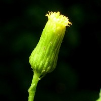 Pluchea paniculata (Willd.) Karthik. & Moorthy